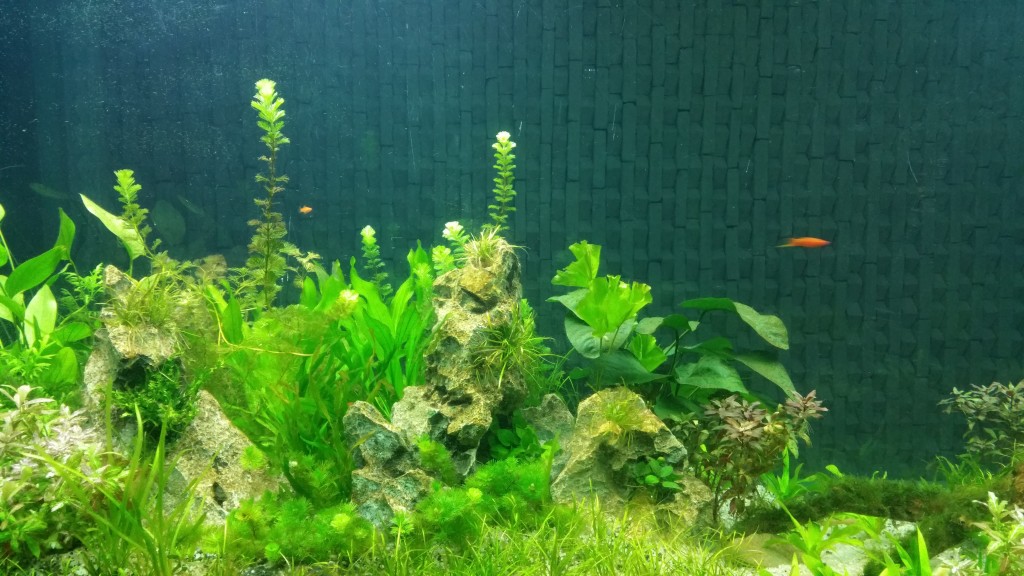 Hệ thống nuôi cá cảnh, tép cảnh ít thay nước