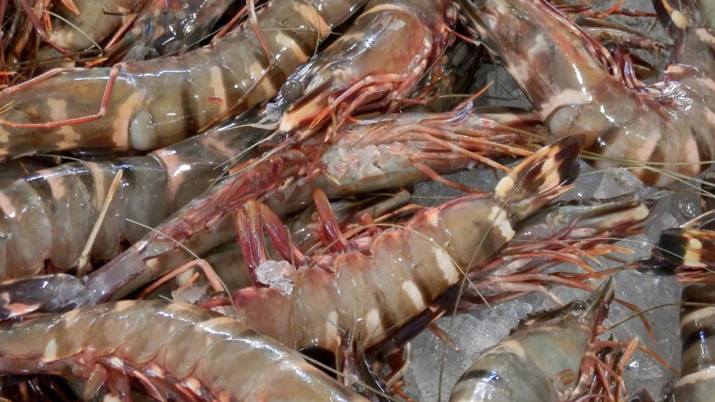 Mô hình nuôi tôm siêu thâm canh theo công nghệ Raceway