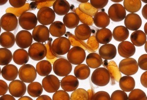 NƯỚC NANO-Ag2+ HOẠT HÓA DEMETER - Diệt vi rút, vi khuẩn cực mạnh - Không cần dùng các chất sát trùng khác - Không tồn lưu trong nước, không độc hại môi trường - Cung cấp nước nuôi ấu trùng tôm, cá chất lượng tốt và ổn định