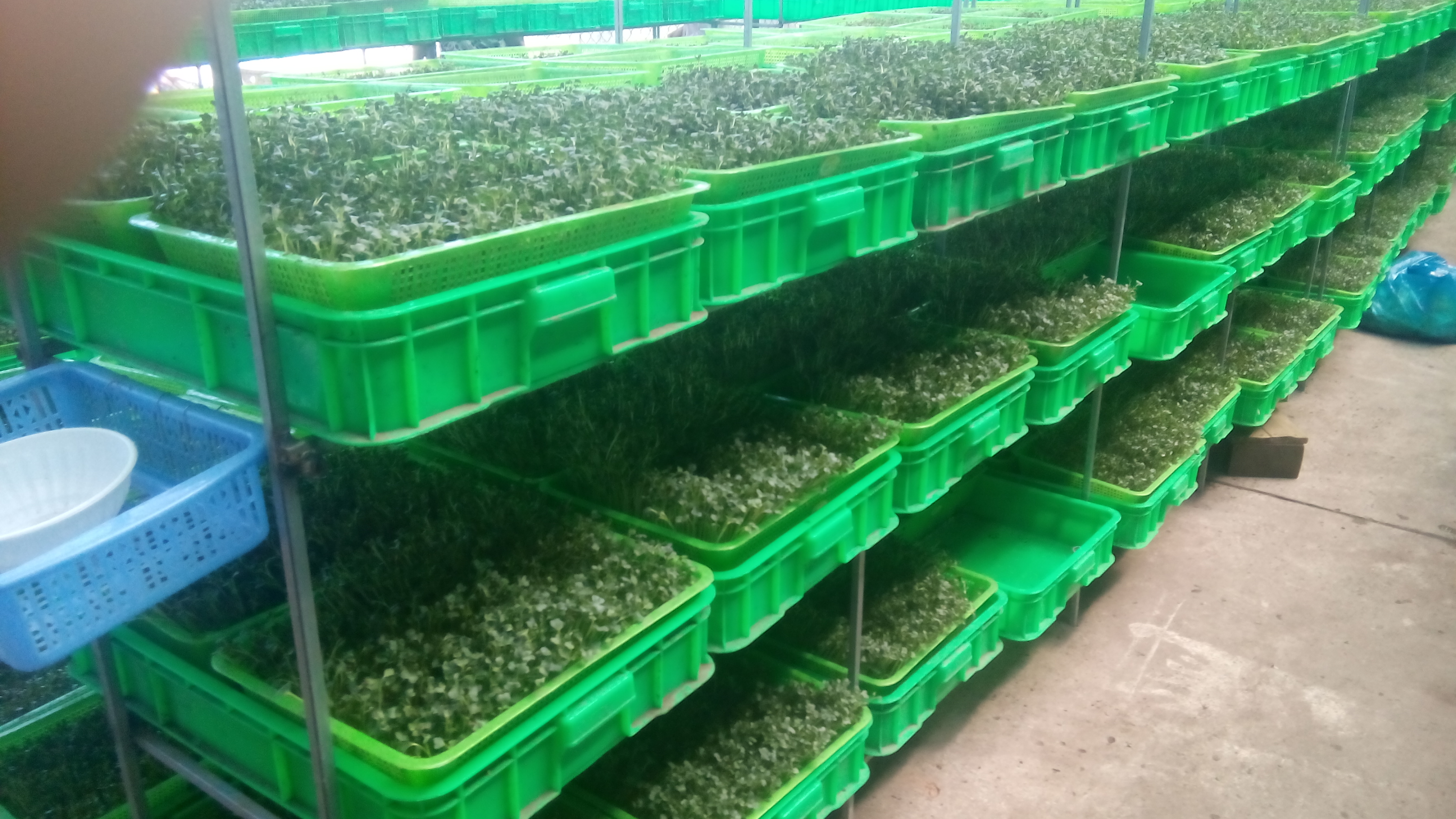 Tư vấn thiết kế và xây dựng mô hình trồng rau sạch theo công nghệ thủy canh