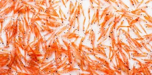 feature_sustainable_krill_main-760x378