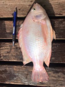 Cá giống Rô Phi đỏ siêu lớn nhanh, kháng bệnh